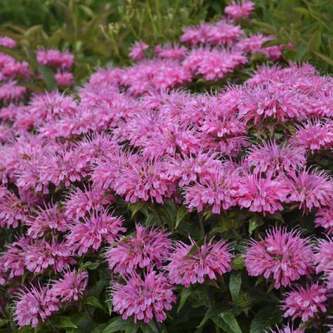 Monarda 'Bubblegum Blast' $6 Butterflies And Hummingbirds, Plant Notes, American Meadows, Bee Balm, Home Garden Plants, Pollinator Garden, Attract Butterflies, How To Attract Hummingbirds, Lavender Blue