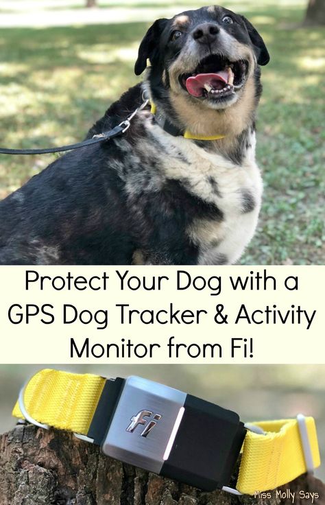 Protect Your Dog with a GPS Dog Tracker & Activity Monitor from Fi! Dog Tracker, Pet Tracker, Dog Health Care, Smart Dog, Dog Care Tips, Pet Safety, Dog Health, Gps Tracker, Dog Care