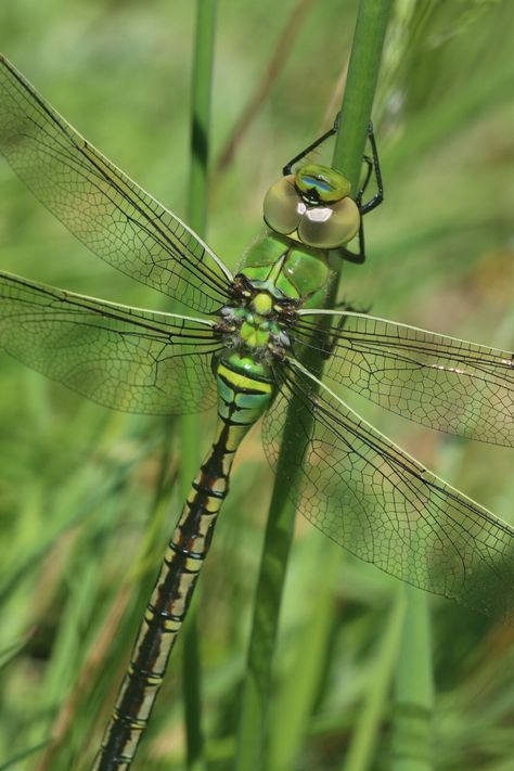 Emperor | This female Emperor Dragonfly hung out in our gard… | Flickr Emperor Dragonfly, Thesis Ideas, Dragonfly Photos, Insect Species, Tiny Dragon, Green Dragonfly, Green Dragon, Pretty Green, Green Garden