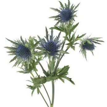 Blue Thistle Flower, Wedding Flower Guide, Blue Thistle, Flower Guide, Wedding Themes Fall, Thistle Flower, Blue Wedding Flowers, Flower Meanings, Beautiful Backdrops