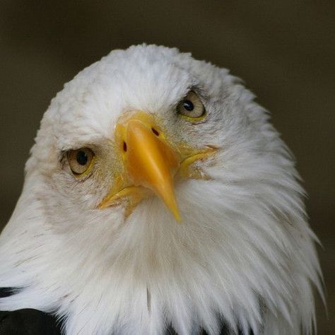 Hosted by imgur.com Eagle Pose, Where Eagles Dare, Eagle Pictures, Power Animal, American Bald Eagle, Beautiful Animals, Birds Of Prey, Cute Creatures, Birds Painting