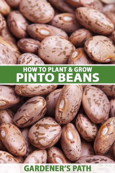 How To Grow Pinto Beans, Victory Garden Plans, Burrito Ingredients, Suburban Homestead, Bean Garden, Crop Ideas, Growing Green Beans, Growing Beans, Bean Burrito