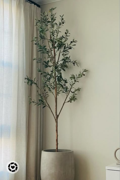 Olive tree best looking Indoor Olive Tree, Olivier En Pot, Best Indoor Trees, Plant Decor Living Room, Olive Plant, Cement Vase, Corner Plant, Deco Accessories, Indoor Tree