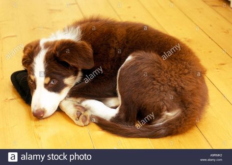 Border Collie Art, Border Collie Puppy, Collie Puppy, Dog Poses, Border Collie Puppies, Collie Puppies, Tri Colour, Up Dog, Brown Dog