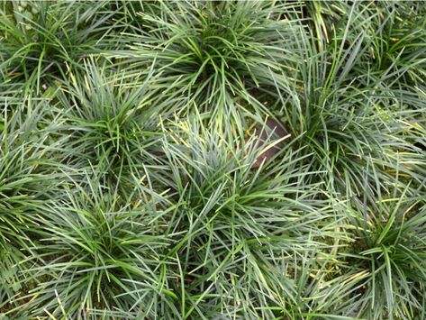 Types Of Ornamental Grasses, Short Ornamental Grasses, Planting Grass Seed, Grass Species, Planting Grass, Growing Grass, Ornamental Grass, Short Plants, Grasses Landscaping