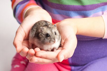 How to Hold a Hamster Hamster Breeds, Roborovski Hamster, Bear Hamster, Hamster Pics, Hamsters As Pets, Hamster Care, A Hamster, Syrian Hamster, Pocket Pet