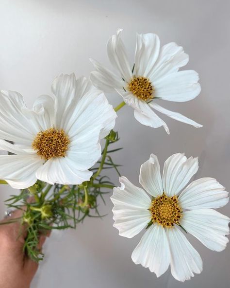 Cosmo Flower, White Cosmos, White Cosmo, Cosmos Flowers, Floral Inspiration, Flowers White, Summer Flowers, Mimosa, Cosmos