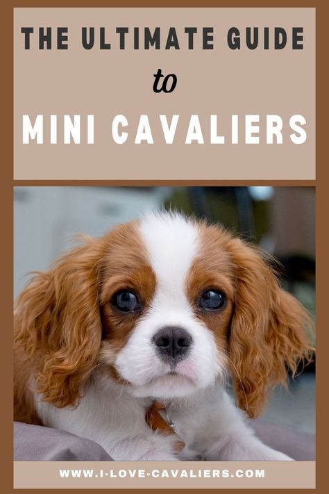 Mini King Charles Cavalier, Mini Cavalier King Charles Spaniel, King Charles Puppy, Spaniel Breeds, Cavalier Puppy, Cavalier King, Charles Spaniel, Cavalier King Charles Spaniel, Cavalier King Charles