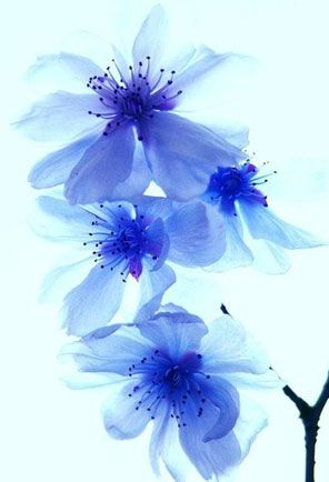 The Art of Blue Xray Flower, Blue Drawings, Japanese Sakura, Blue Cherry, Cherry Blossom Tattoo, Blossom Tattoo, Sakura Cherry Blossom, Spring Theme, Unique Flowers