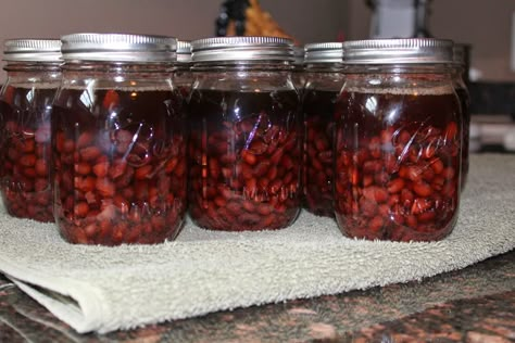 Canning Chili Beans, Chili Canning Recipe, Chili Beans Recipe, Canning Chili, Canning Beans, Make Refried Beans, Homesteading Tips, Pressure Canning Recipes, Boston Style