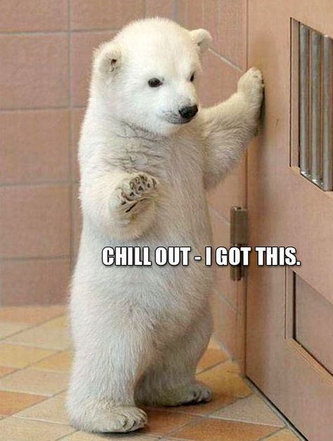 Animal Meme of the Day - A polar bear cub with a humorous caption which resembles his stance and facial expression. Druid Rogue, Animal Captions, Funny Animals With Captions, Baby Polar Bears, Cute Animal Memes, Funny Animal Quotes, Funny Animal Jokes, 웃긴 사진, Memes Humor