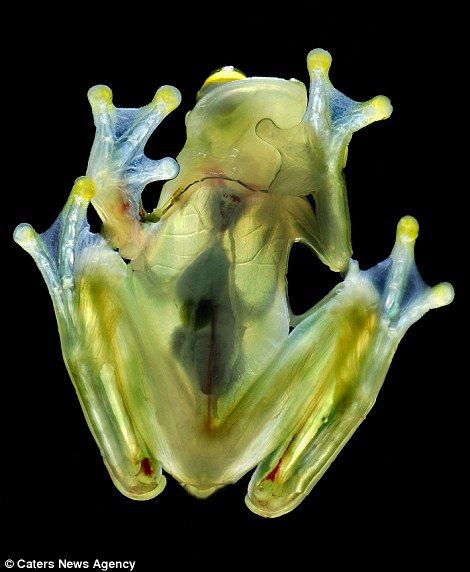 Many creatures rely exclusively on their invisibility and the amount of light that is able to pass through their bodies ranges from between 20 per cent to 90 per cent Frosch Illustration, Frog Species, Living In Costa Rica, Glass Frog, Dart Frog, Kermit The Frog, White Eyes, Frog And Toad, Tree Frogs