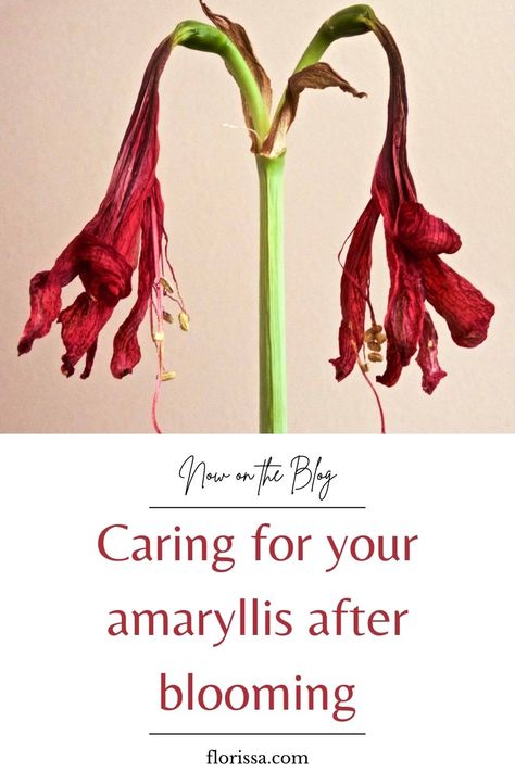 Caring for your amaryllis after the blooming period to ensure years of flowers! #amaryllis #Blooms Amarilis Flower, Caring For Amaryllis, How To Care For Amaryllis After Blooming, Waxed Amaryllis Bulbs Diy, Waxed Amaryllis Bulbs Display, What To Do With Amaryllis After It Blooms, Waxing Amaryllis Bulbs, Amaryllis Care, Amaryllis Care After Bloom