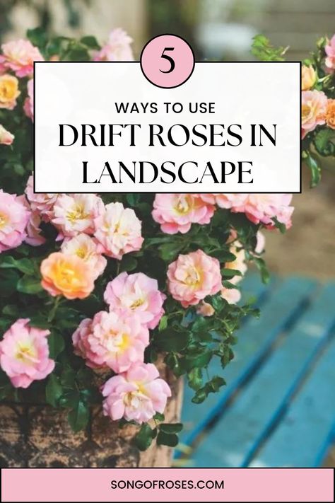 Drift Roses In Landscape Rose Front Yard Landscape, Roses Bushes Landscape, Apricot Drift Roses Landscape, Pink Double Knockout Rose, Coral Drift Rose, Carpet Roses Landscapes, Peach Drift Roses Landscape Ideas, Sweet Drift Roses, Red Drift Rose