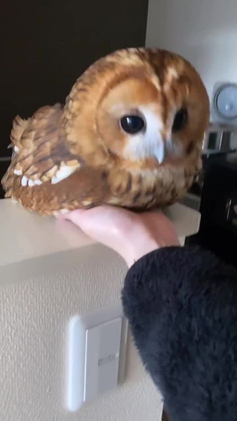 Tawny Owl, Tiny Animals, Cute Small Animals, Baby Owl, Super Cute Animals, Pretty Animals, Instagram Baby, Baby Owls, Silly Animals