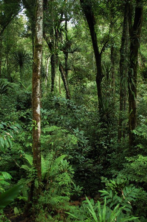 Madagascar Rainforest, Rainforest Wallpaper, Jungle Photo, 숲 사진, Jungle Photography, Jungle Gardens, Bg Design, Desain Editorial, Evergreen Forest