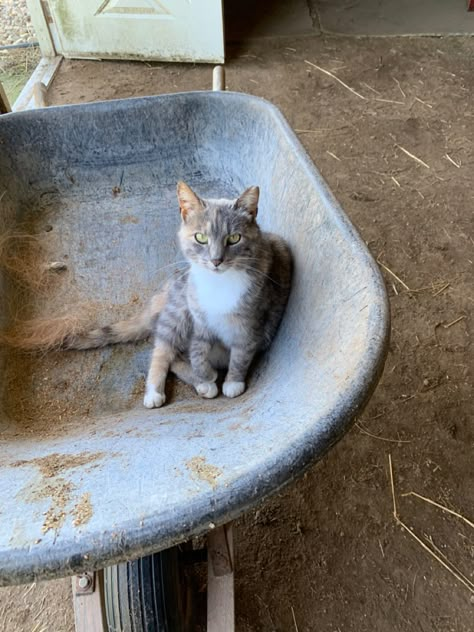 Barn Cat Aesthetic, Farm Work Aesthetic, Barn Cat, Barn Aesthetic, Cottagecore Farm, Miley Stewart, Barn Animals, Future Farms, Dream Barn