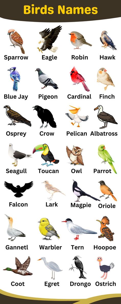 Birds Names in English Birds Chart For Kids, English Infographic, Birds Chart, Indian Birds With Names, Birds Name In Hindi And English, Animals Name In Hindi, Names Of Animals In English, Birds Name List, Birds Name