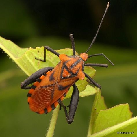 https://flic.kr/p/296UH2Y | Leaf-footed Bug, Coreidae | from Ecuador: www.flickr.com/andreaskay/albums Weird Bugs, Leaf Footed Bug, Amazing Insects, Shield Bugs, Dragon Flies, Cute Small Animals, Beetle Bug, Beautiful Bugs, Little Critter