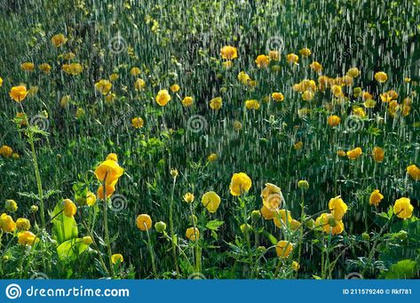 Photo about Trollius europaeus spring flowers in the rain, North of Sweden. Image of foreground, globeflower, closeup - 211579240 Trollius Europaeus, Flowers In The Rain, In The Rain, The Rain, Spring Flowers, Sweden, Close Up, Photo Image, Stock Photos