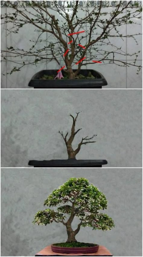 Stock Plant, Bonsai For Beginners, Bonsai Making, Bonsai Pruning, String Garden, Bonsai Tree Types, Bonsai Tree Care, Bonsai Techniques, Bonsai Care