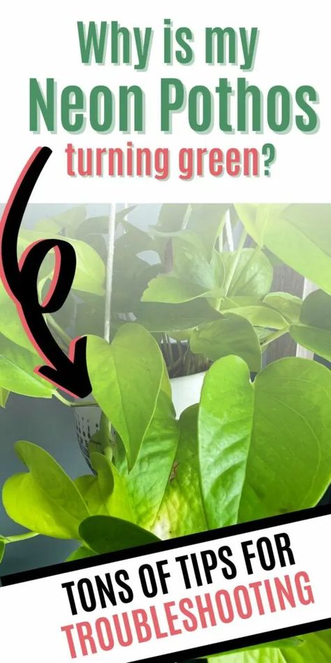 Is your neon pothos turning green? Find out how to care for your plant effectively and prevent it from losing its vibrancy. Pothos Plants, Neon Pothos, Pothos Plant, Turning, Neon, Turn Ons, Plants, Green