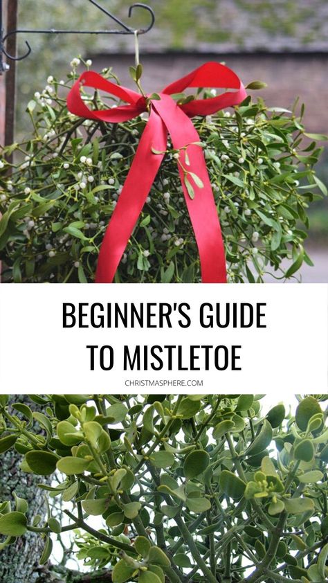 Beginner's Guide To Mistletoe - Every question about mistletoe answered Misotoes Christmas, Diy Mistletoe Decoration, Homemade Mistletoe, Mistletoe Meaning, Mistletoe Craft, Real Mistletoe, Christmas Quizzes, Homemade Christmas Crackers, Mistletoe Diy