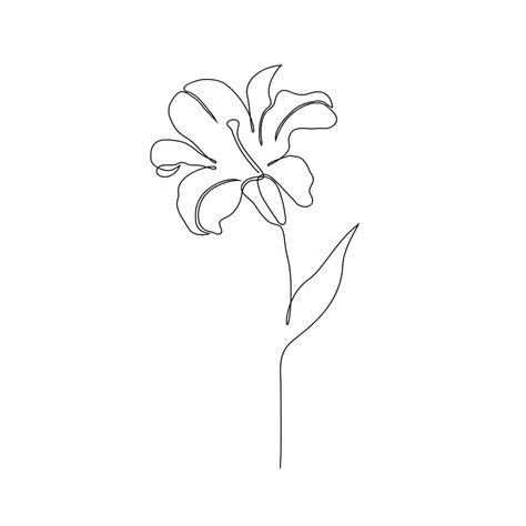 Lily Flower Drawing, White Background Flower, Lily Drawing, Flower On White Background, Lilies Drawing, Drawing Png, Background Flower, Png Transparent Background, Lily Flower