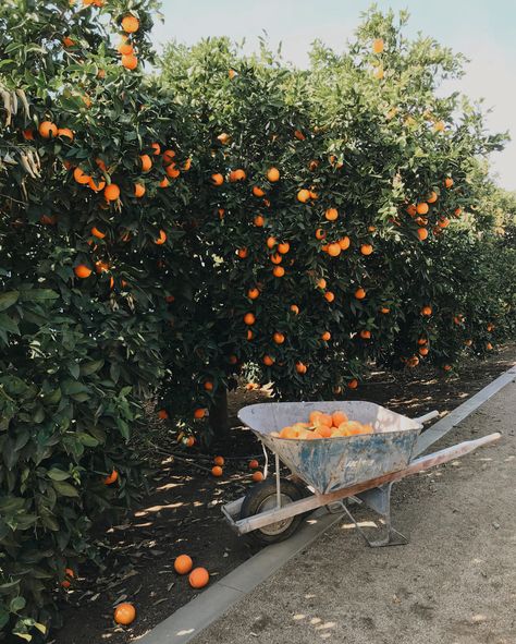 Fruit Trees In Garden, Citrus Tree Garden, Aesthetic Fruits, Fruits Aesthetic, Heather Bullard, Orange Farm, Tree Seat, Orange Groves, Citrus Grove