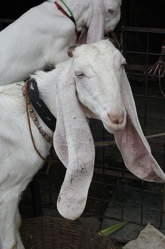 The Long Eared Goats From Punjab | by firoze shakir photographerno1 Damascus Goat, Goat House, Dairy Goats, Sheep And Lamb, Barnyard Animals, Goat Farming, Animal Crackers, Baby Goats, Sweet Animals