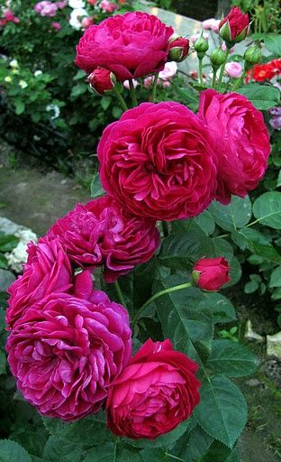 ~'Ascot ' Rose Photo Ascot Rose, Rose Photo, David Austin Roses, David Austin, Rose Photos, Beautiful Flowers Wallpapers, Beautiful Rose Flowers, English Roses, Beautiful Flowers Pictures