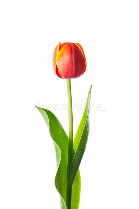 Tulip In Vase, Tulip Planting, Tulip Single, Single Tulip, Tulips Images, Tulip Drawing, Tulips Arrangement, Planting Tulips, Tulip Garden