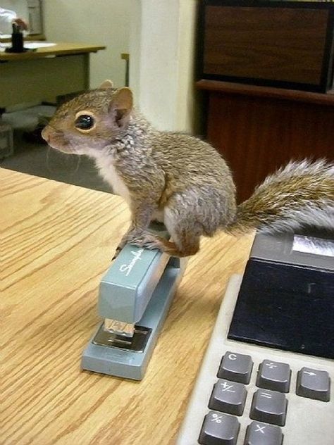 Squirrel Pictures, Cute Squirrel, A Squirrel, Baby Squirrel, Hamsters, Rodents, Cute Creatures, Sweet Animals, Chipmunks