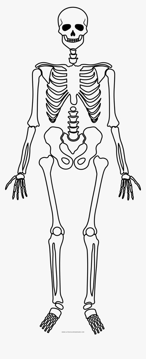 Basic Skeleton Drawing, Science Images Pictures, Skeleton Template Printable Free, Skeleton System Project, How To Draw Skeleton, Skeletal System Drawing, Skeleton Body Drawing, Marcos Astetics, How To Draw A Skeleton