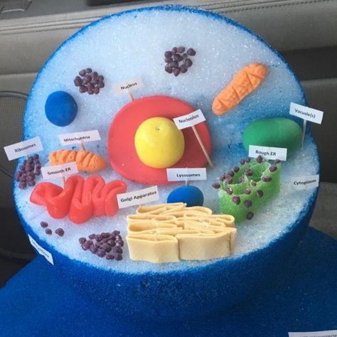 3d Animal Cell Project Ideas, Animal Cell 3d Project, Eukaryotic Cell Model, Lula Animal, Animal Cell Activity, 3d Animal Cell Project, Animal Cell Model Project, Animal Cell Anatomy, 3d Animal Cell