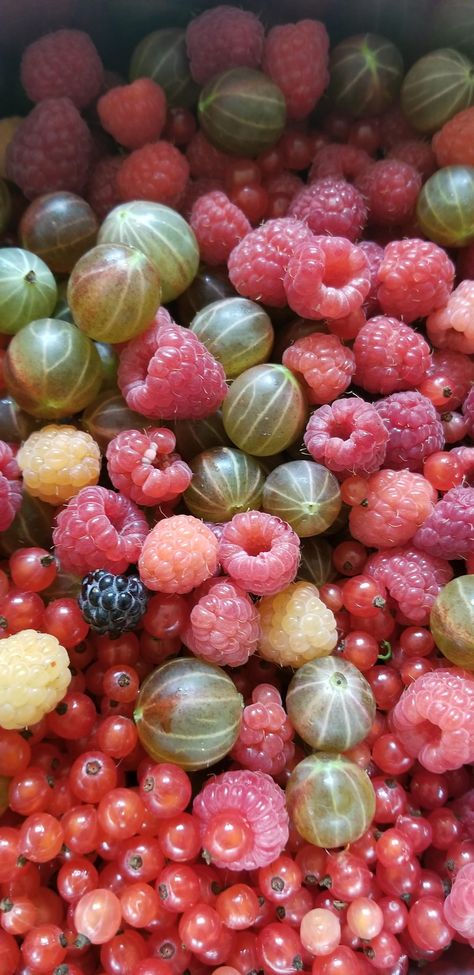 Making a Raspberry Gooseberry Red Currant preserve all from the garden! Currant Berries, Raspberry Plant, Red Currants, Red Currant, Fruit And Veg, Garden Diy, Pretty Food, Cute Food, Aesthetic Food