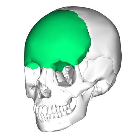 Frontal bone - forms the forehead and the anterior part of the top of the skull Frontal Bone Skull, Frontal Bone, Anatomy Flashcards, Body Bones, Facial Bones, Dog Skull, Anatomy Bones, Forensic Anthropology, Craniosacral Therapy