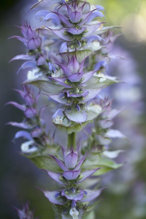 Salvia Sclarea, Icing Flowers, Cottage Garden Plants, Seed Catalogs, Cut Flower Garden, Gcse Art, Types Of Soil, Cut Flowers, In Summer