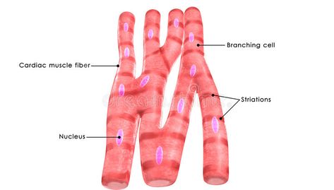 Human Anatomy Diagram, Muscle Illustration, Science Pics, Muscle Cell, Cardiac Muscle Cell, Cardiac Muscle, Muscle Diagram, Cell Diagram, Anatomy Organs