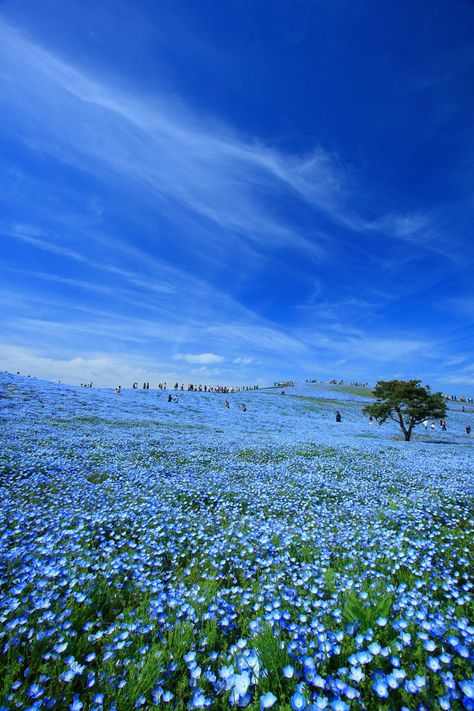 Hitachi Seaside Park, Seaside Park, Ibaraki, Blue Aesthetic, Beautiful Scenery, Vincent Van Gogh, Amazing Nature, Nature Pictures, Beautiful World