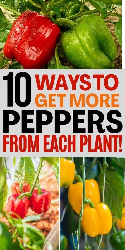 Growing Bell Peppers, Regrow Vegetables, Growing Vegetables In Pots, Growing Peppers, Pepper Plant, Vegetable Garden Diy, Growing Veggies, Pepper Plants, Garden Veggies