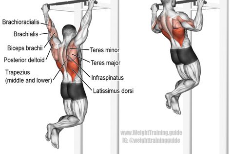 Pull-up exercise illustration Beginner Back Workout, Back Workout Program, Muscle Diagram, Weight Workouts, Good Back Workouts, Workout Men, Biceps Brachii, Men Workout, Latissimus Dorsi