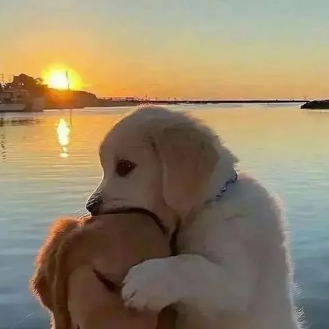 Dogs Cute, A Dog, Golden Retriever, Cute Dogs, Best Friends, Puppies, Dogs, Water, On Instagram