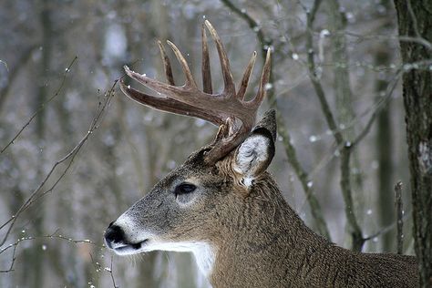 art project 399 Deer Side View, Side View Drawing, Deer Tracks, White Tail Deer, Deer Running, First Snowfall, Make A Calendar, Fishing Techniques, Deer Art