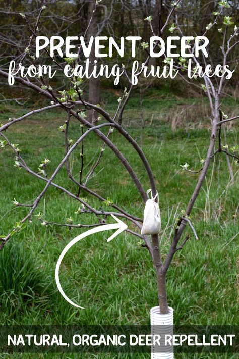 Apple Tree Care, Deer Repellent, Deer Resistant Garden, Fruit Tree Garden, Deer Repellant, Pruning Fruit Trees, Eating Fruit, Organic Gardening Pest Control, Growing Fruit Trees