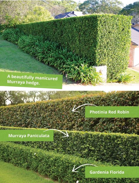 Maintain a well-manicured lawn for a classic look. Hedges Australia, Hedges Landscaping Australia, Hedging Plants Australia, Hedges Privacy, Garden Ideas Nz, Front Yard Design Ideas, Hedges Landscaping, Garden Home Ideas, Yard Design Ideas