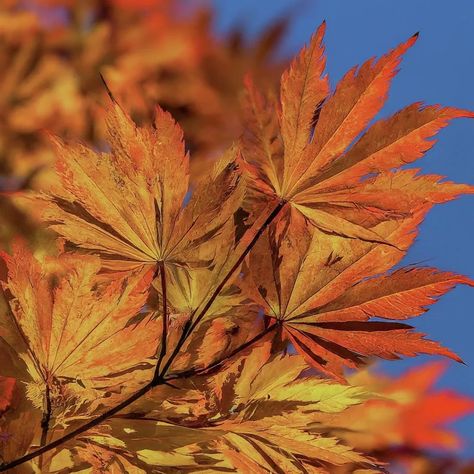 KOREAN MAPLE - EDMONTON : Edmonton Arborist Maple Trees, Japanese Maple Tree, Mountain Ranges, Japanese Maple, Maple Tree, Trees