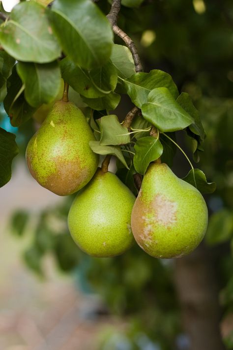 Our congratulations go out to Bob Gix, horticulturist at Blue Star Growers in Cashmere, WA. Bob recently received the Silver Pear award from the Washington State Tree Fruit Association – an honor bestowed once a year on those making major contributions to the pear industry. Bob has worked at Blue...  Learn More Herb Boxes, North Garden, Fruits Photos, Garden Life, Pear Trees, Garden Nursery, Pear Tree, Beautiful Fruits, Green Fruit