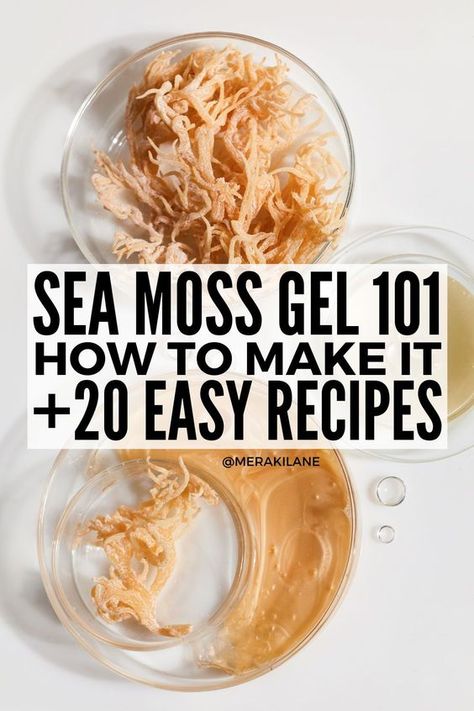 How to Make Sea Moss Gel (+20 Recipes to Try!) | Sea moss is an edible, spiny sea vegetable in the algae family that's packed with nutrients like folate, vitamin K and B, iron, iodine, magnesium, zinc, and calcium. The benefits of consuming sea moss are plentiful, from healing your gut, to clearing your skin, to boosting your immune system, and helping you lose weight. Click for a simple DIY recipe for beginners, plus 20 flavoured drinks, smoothies, and recipes to eat! Make Sea Moss Gel, Sea Moss Recipes, Iodine Rich Foods, Folate Vitamin, Alkaline Vegan Recipes, Vegan Blueberry Muffins, Healing Your Gut, Jellied Cranberry Sauce, Clean Eating Recipe