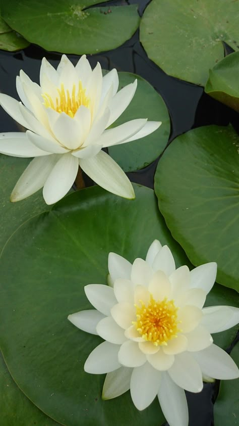 Lotus From Above, Lotus Flower From Above, Lotus Aesthetic, White Water Lily, Lotus Flower Wallpaper, Fire Lily, Lotus Wallpaper, Lotus Flower Pictures, White Lotus Flower